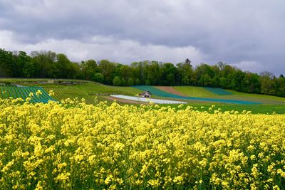 Scenic view of agricultural field against sky