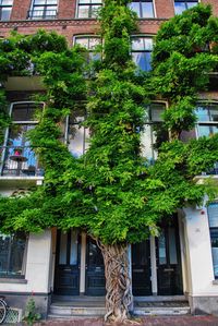 Close-up of ivy growing on tree outside house