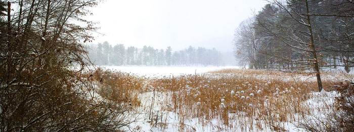 Frozen trees on field against sky during winter