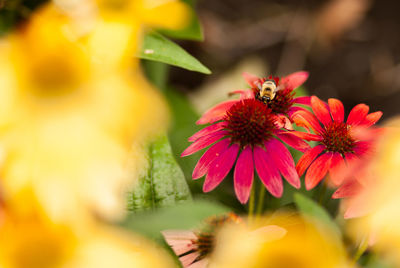 Close-up of insect pollinating on flower