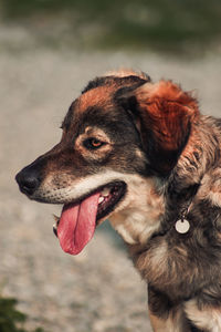 Close-up of dog looking away