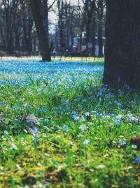 View of flowering trees in forest