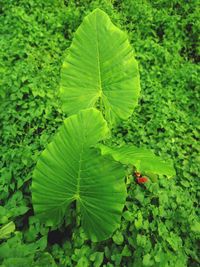 High angle view of green leaves on plant