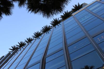 Low angle view of palm trees against building