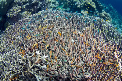 View of fishes swimming in sea