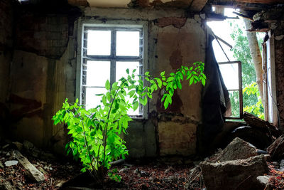 Plants in abandoned building