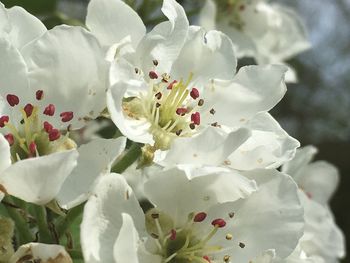 Close-up of white flowers