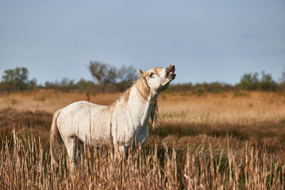 Side view of horse on field against sky