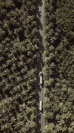 Close-up of plants growing in forest