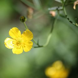 Close-up of yellow flowering plant