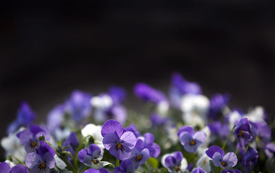 View of pansy viola flower