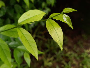 Close-up of plant leaves