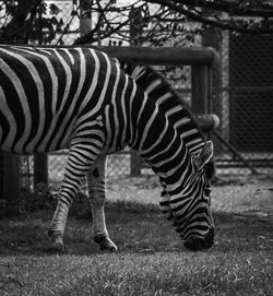 Zebra standing in a field