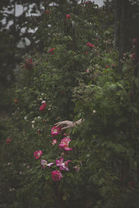 Red flowers blooming on tree