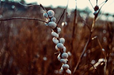 Close-up of snails on twig