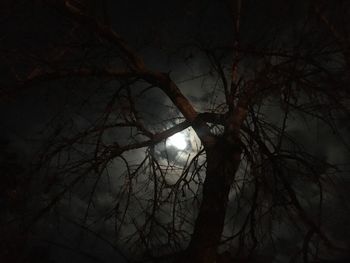 Low angle view of bare tree against sky at night