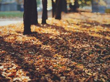 Low section of man falling on autumn leaves in park