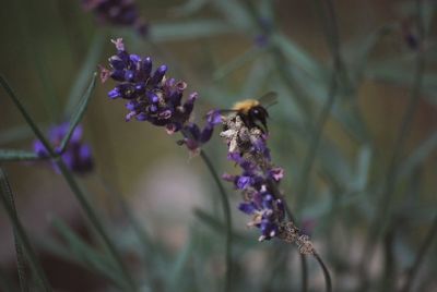 Close-up of insect on purple flowering plant