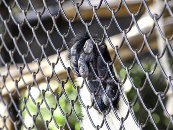 Cropped monkey in cage