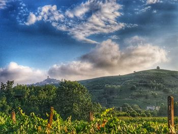 Scenic view of vineyard against sky