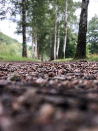 Surface level of dirt road amidst trees in forest
