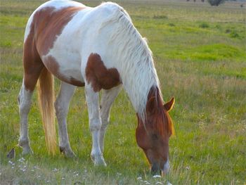 Horse grazing on grassy field