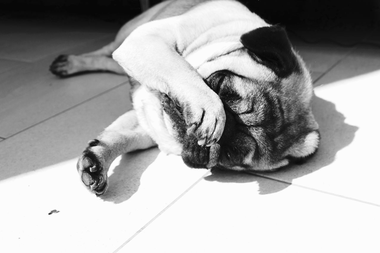 HIGH ANGLE VIEW OF A DOG RESTING ON FLOOR