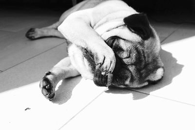 High angle view of dog resting on tiled floor