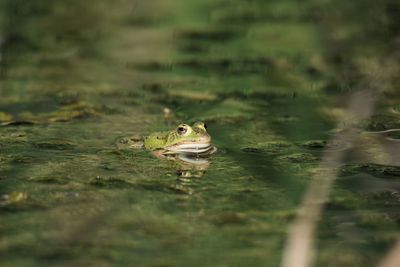 High angle view of frog on lake