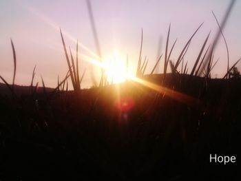 Close-up of silhouette plants on field against sky during sunset