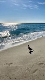 View of bird on beach