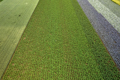 Colourful farmland seen from above, the agricultural landscape of the polish countryside.