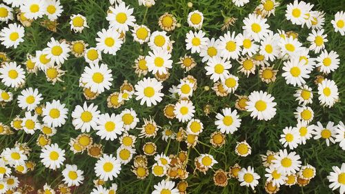 Close-up of fresh yellow flowers blooming in field