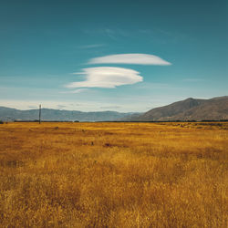 Scenic view of field against sky