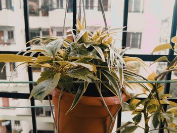 Close-up of potted plant on table at home