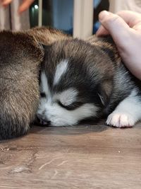 Close-up of a dog sleeping