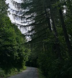 Trees in forest