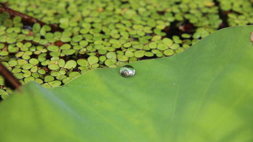 Close-up of green snake on plant