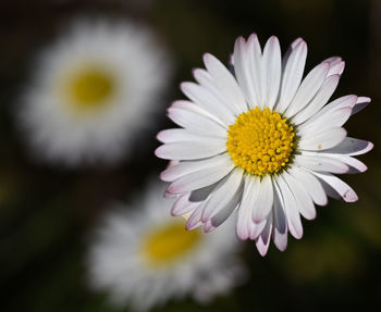 Close-up of white daisy