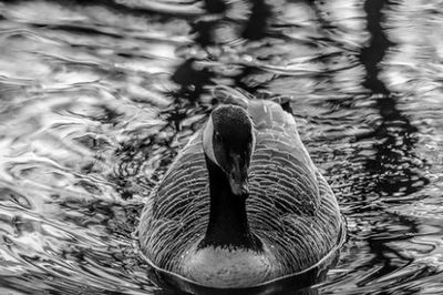 Swan swimming in lake