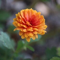 Close-up of yellow flower