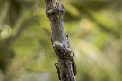 Close-up of a bird
