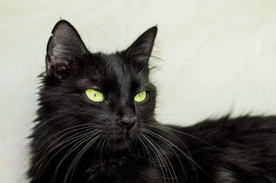 Portrait of black cat
