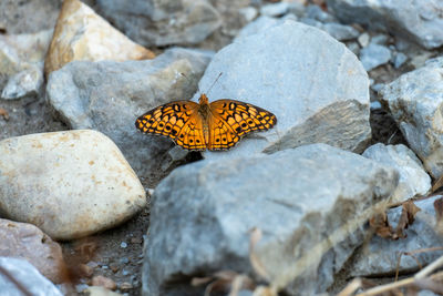 animal wildlife
