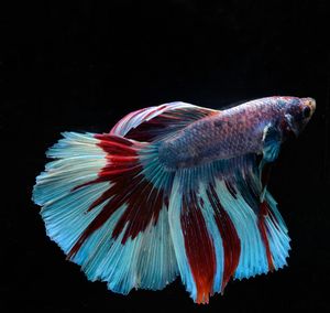 Close-up of fish underwater