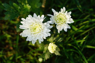 Close-up of white flowering plant