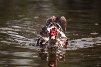 Large older male muscovy duck cairina moschata in a pond in naples, florida in summer.