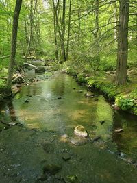 Stream flowing amidst trees in forest