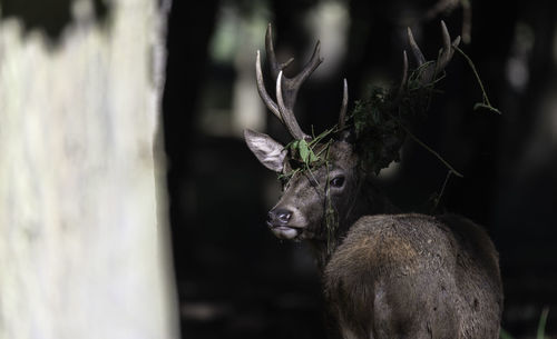 Close-up of deer