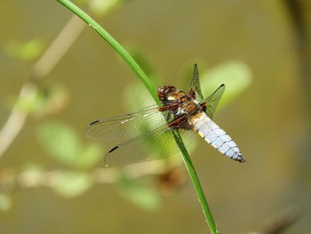 Close-up of dragonfly on plant